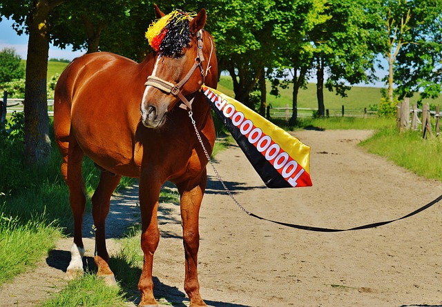 胜败仅是赛 胜败仅是赛